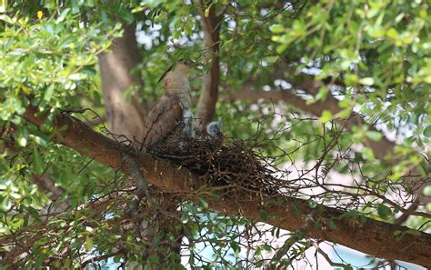 家裡鳥巢|【家裡有鳥築巢】鳥兒築巢有好兆頭？家裡發現鳥窩竟是財運來臨。